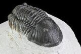 Bargain, Paralejurus Trilobite Fossil - Ofaten, Morocco #80780-3